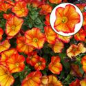 Bild von Calibrachoa P12 Uno Oriental